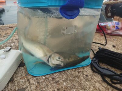 <p>沖の北内向き 足元サビキで小アジ！今日はちょっと渋かったようです。7時頃までポツポツ釣れてはいましたがかなりスローペース。いい人で10〜15匹。小サバが多かったようです。</p>