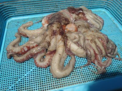 <p>ちょんまげ食堂釣り部様 旧一文字3番周辺 竿下タコジグで新子タコ🐙</p>