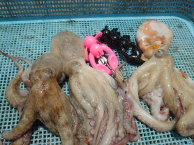 <p>黒田様 旧一文字3番周辺  バレーヒル 玉三郎で新子タコ🐙</p>
