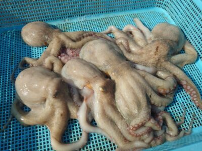 <p>釣れちゃうタマ 旧一文字3番周辺外向き 竿下タコジグで新子タコ🐙</p><p>外向きの足元は新子を拾いやすいです。ただ大きいのがあまり出ない…。</p>