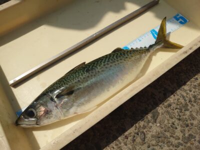 <p>牟禮様 沖の北 ショアジギで大サバ45cm！</p><p>もし釣れたらすぐに内臓を抜いてキンキンに冷やして持って帰ってください！</p>