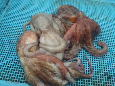 <p>旧一文字カーブ〜白灯 タコエギで新子タコ🐙</p>