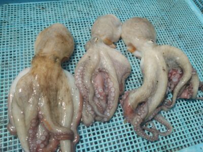 <p>唐見君 旧カーブ〜白灯 タコエギで新子タコ🐙</p>