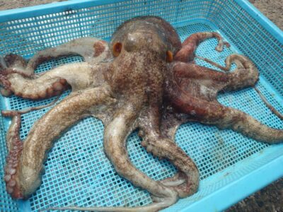 <p>南村様 沖の北 タコエギで大ダコ1.7kg！！！8時半頃に外向きでヒット！初大ダコおめでとうございます♪</p>