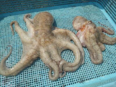 <p>亀本様 旧カーブ〜3番 タコエギで新子タコ🐙</p>