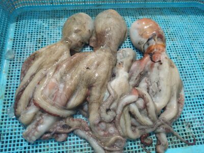 <p>大垣内様 中波止2番 タコエギで新子タコ🐙早朝の時合いだけだったようです。</p>