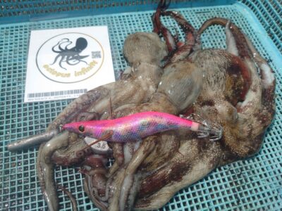 <p>オクトパスインフィニティ高野様 旧一文字カーブ〜白灯 イカエギで新子タコ🐙6時半頃に大ダコバラし…。</p>