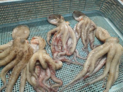 <p>山内様 旧一文字3番〜カーブ タコエギで新子タコ🐙</p>