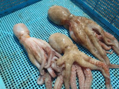 <p>山内🍣様 中波止3番 タコエギで新子タコ🐙</p>