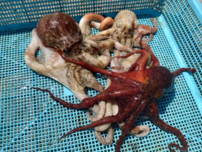 <p>上垣内様 旧一文字赤灯 タコエギで新子タコ🐙</p>