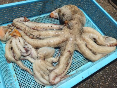 <p>吉田様 旧一文字赤灯内向き タコエギで大ダコ1.9kg！8時頃に内向きでヒット！</p><p>初大ダコおめでとうございます！</p>