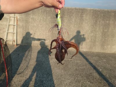 <p>山内君 沖の北内向き タコエギで新子タコ🐙</p>