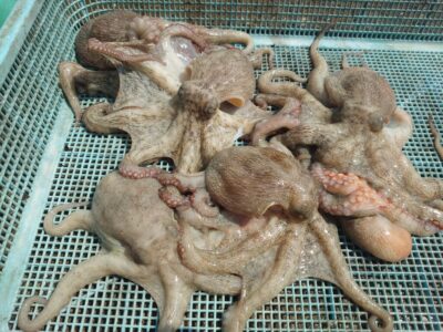 <p>月曜釣り倶楽部 西森様 沖の北 タコエギで新子タコ🐙</p>