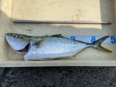 <p>永田様　沖の北　飲ませ(サバ)でハマチGET✨13時半頃に釣れたそうです♪♪</p>
