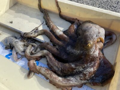 <p>白田様　旧一文字カーブ〜白灯　タコエギ　マダコ1.42キロまで2杯🐙</p>