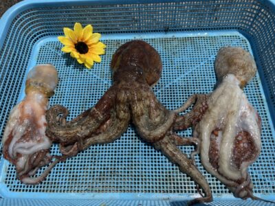 <p>ひまわり様🌻　旧一文字カーブ〜白灯　タコジグ・タコエギでマダコ3杯🐙他に新子のタコ3杯釣れたそうですがリリースされたそうです♪♪</p>