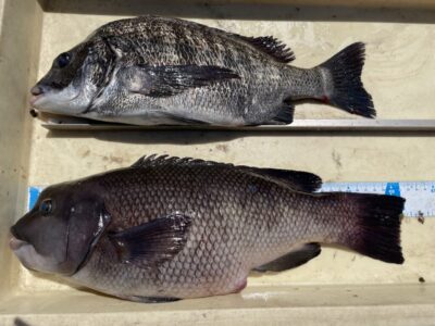 <p>木村様　旧一文字白灯　ふかせ釣りでチヌ・カンダイ🎣</p>