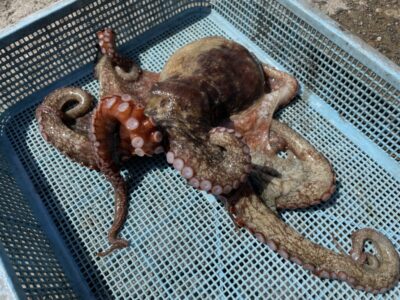 <p>山内様🥟　旧一文字赤灯　タコエギでマダコ1.05キロ🐙新子も1杯釣れたそうですがリリース♪♪ありがとうございます^ ^</p>