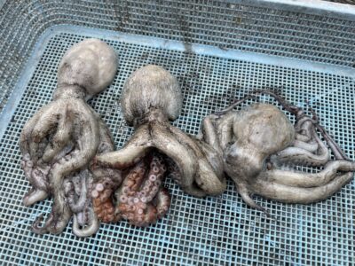 <p>福井様　旧一文字赤灯〜3番　タコエギ　マダコ3杯🐙</p>