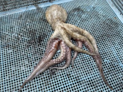 <p>池尾様　旧一文字赤灯　タコエギ　マダコ🐙</p>