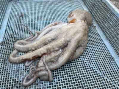 <p>久田様　旧一文字2番付近外向き　タコエギ　マダコ725g🐙</p>