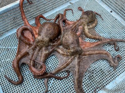 <p>芝様　旧一文字カーブ〜白灯　タコジグ　マダコ3杯🐙</p>