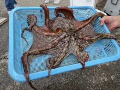 <p>匿名様　旧一文字赤灯　タコエギでマダコ1.83キロ🐙大蛸おめでとうございます^ ^</p>