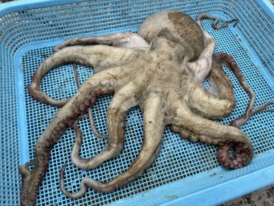 <p>にっすん様　沖の北　タコエギ　マダコ1.37キロ🐙</p>