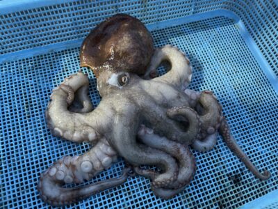 <p>吉岡様　沖の北　タコエギでマダコ890g🐙</p>