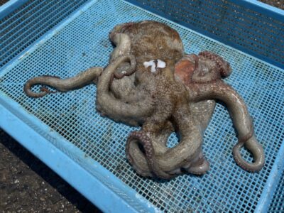 <p>藤井様　旧一文字赤灯内向き　タコエギでマダコ1.04キロ🐙</p>
