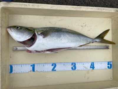<p>太田様　沖の北　ショアジギでハマチ🎣</p>
