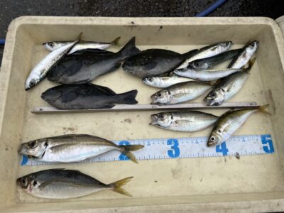 <p>杉浦様　沖の北　サビキ釣り　アジ24cmまで・小鯖・グレ🎣</p>