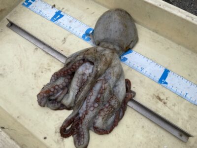 <p>竹村様　旧一文字3番外向き　タコエギ　マダコ690g🐙</p>