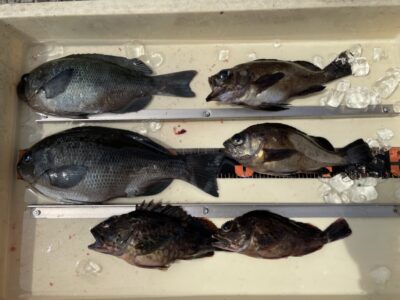 <p>川原様　沖の北　エビ撒きでグレ・ガシラ・メバル🎣</p>