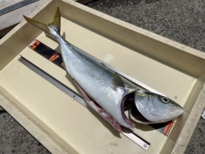 <p>前田様　沖の北　セットアッパー　ハマチ🎣</p>