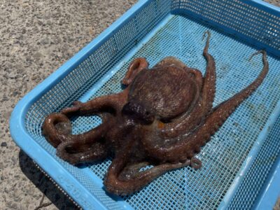 <p>小玉様🍣　沖の北　タコエギ　マダコ1.05キロ🐙</p>
