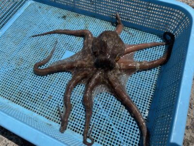 <p>旧一文字カーブ　タコエギでマダコ360g🐙</p>