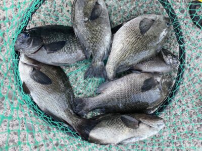 <p>木村様　旧一文字白灯　ふかせ釣り　グレ7枚🎣小鯖が多い中お見事♪♪</p>