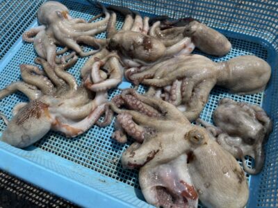 <p>広石様　旧一文字赤灯　タコジグ　マダコ7杯🐙</p>