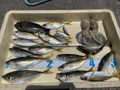 <p>島田様　沖の北　早朝にサビキ釣りでアジ22cmまで🎣　グレ・タコは旧一文字白灯でGET🎣</p>