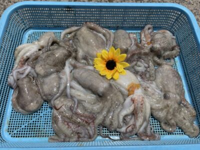 <p>ひまわり様🌻　旧一文字カーブ　タコエギ・タコジグでマダコ計12杯🐙(2杯はリリース♪)今シーズン初の2桁釣果！！「つ抜け1番乗りと載せてな！」と自慢げなコメントいただきました♪♪お見事です^ ^</p>