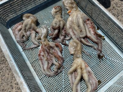 <p>山内様🥟　旧一文字カーブ　タコジグ　マダコ6杯🐙(1杯はリリース)  7時〜9時までの釣果！！</p>