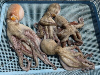 <p>山内様🍣　旧一文字3番〜2番　タコジグ・タコエギでマダコ4杯🐙9時までの釣果♪♪</p>