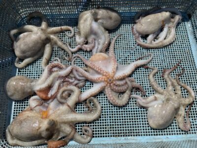 <p>谷口様　旧一文字3番　タコエギでマダコ7杯🐙9時までの釣果♪</p>