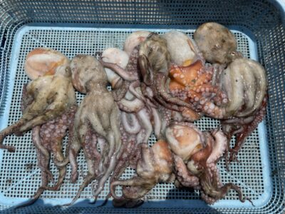 <p>安東様　旧一文字3番　タコジグでマダコ8杯🐙外向き内向き両方の竿下で釣れたそうです♪♪</p>
