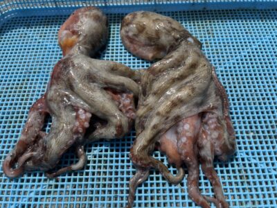 <p>㊈中村様　旧一文字3番　タコエギ　マダコ2杯🐙</p>