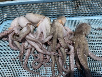 <p>墨族のストーカー様　旧一文字カーブ　タコエギでマダコ5杯🐙♨️新子1杯はリリースされたそうですありがとうございます^ ^</p>