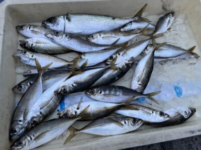 <p>磯田名人　沖の北　サビキ釣りでアジ23cmまでとサバ🎣良型中アジのオートリリースありがとうございます^ ^</p>
