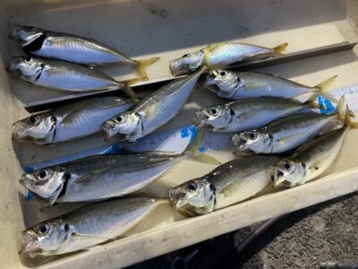<p>レジェンド山本氏　沖の北　サビキ釣り　17時〜19時まで　中アジ22cmまで🎣</p>