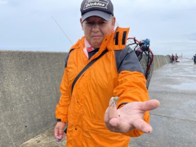 <p>芝迷人🐙　沖の北　タゴジクで今季最小のタコ🐙もちろんリリース♪♪</p>